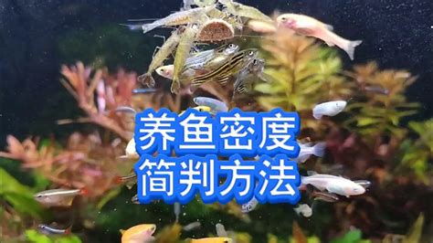 養魚什麼意思